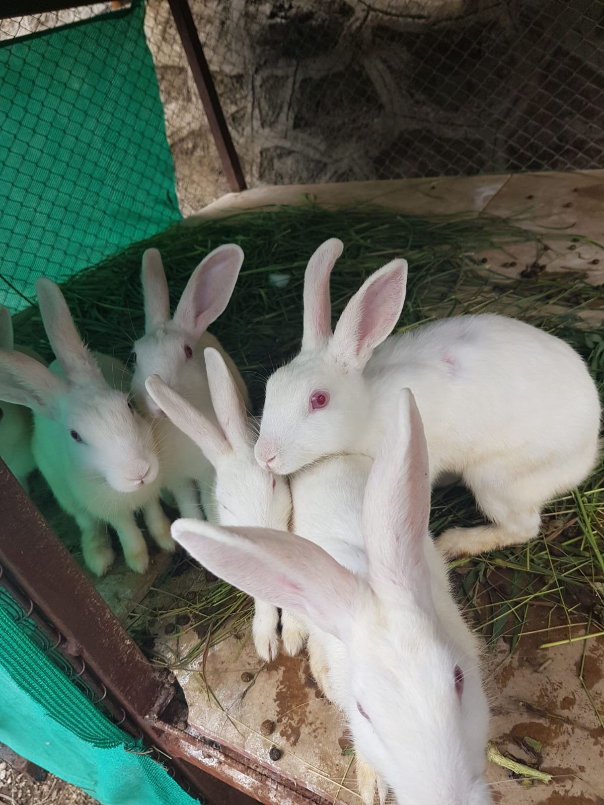 Wintry Mountain Landscape